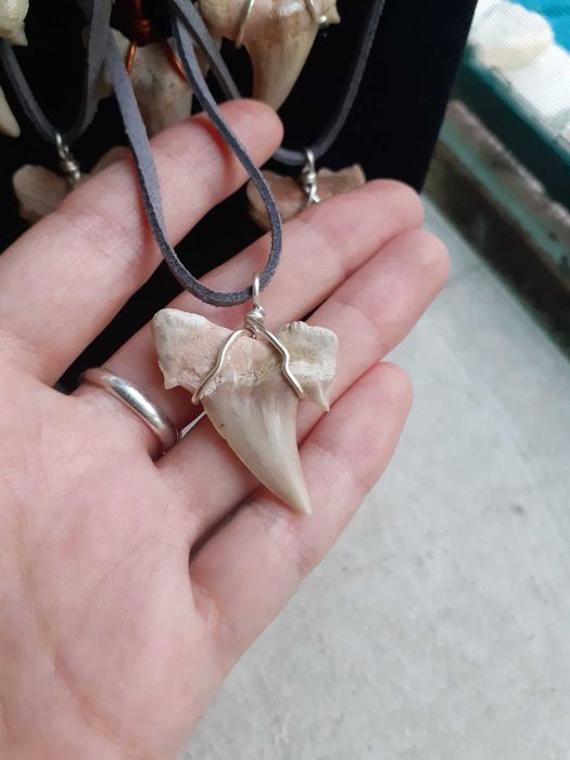 Dente tubarão fossilizado colares pachops trilobites amonits etc