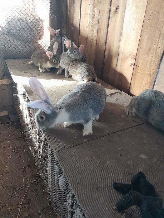 Продам кроликів живих на забій