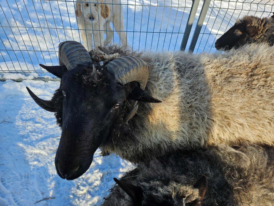 Sprzedam barana wrzosówki