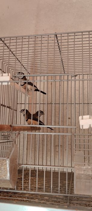 Diamante bichenov e bengalins