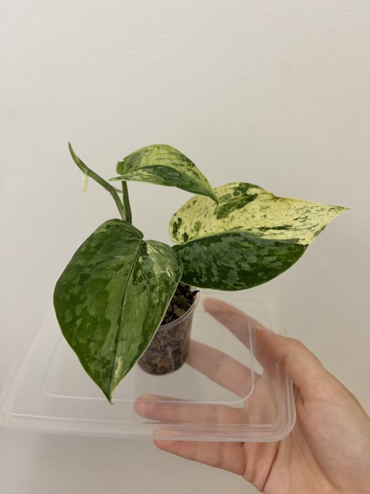 Scindapsus Halimoon