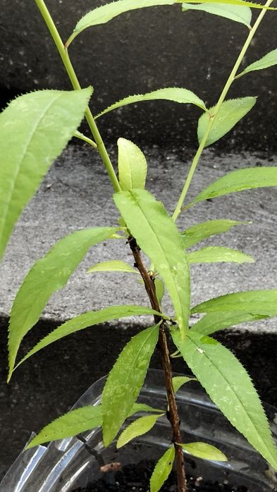 Pessegueiro platerina
