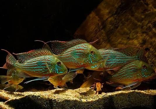 Геофагус Свени Geophagus sveni