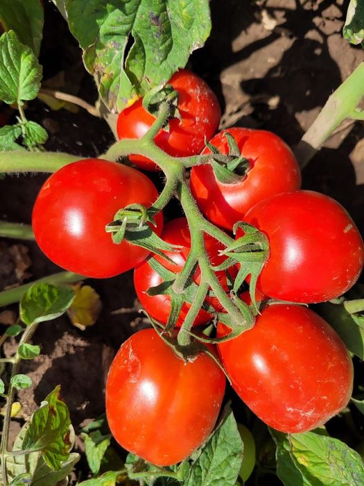 Pomidory Lima idealne na przetwory, przeciery i sałatki