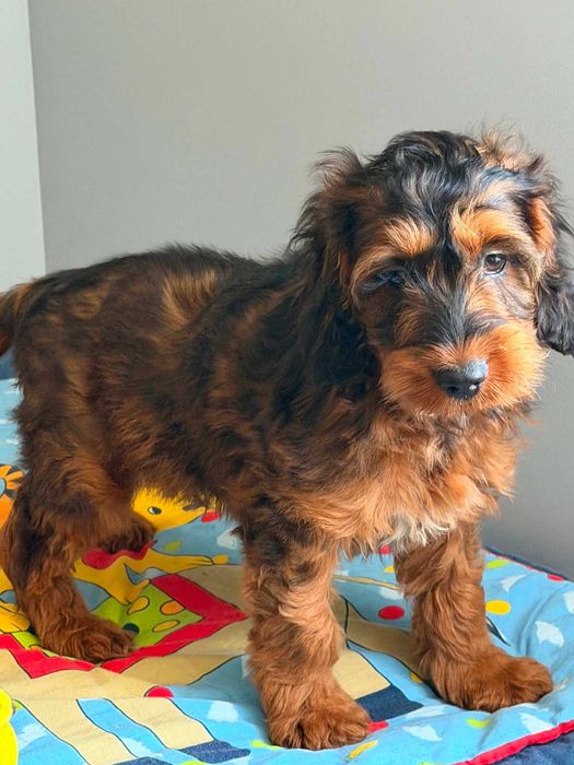 Cockapoo F1/Cocker spaniel /pudel miniatura -Piesek