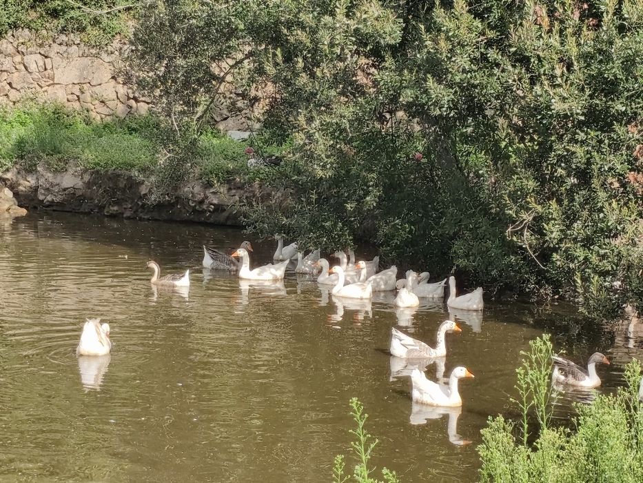 Vendo gansos de Toulouse