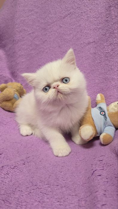 Питомник предлагает котят