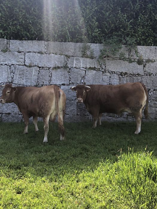 Vendo duas vacas minhotas puras