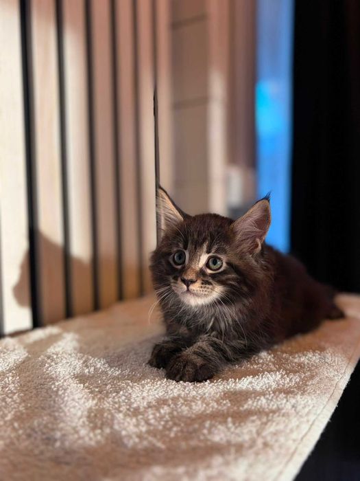 Maine Coon Fêmea de Excelente Linhagem Disponível