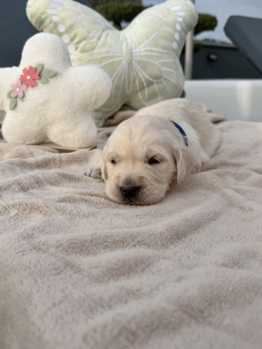 Golden Retriever menino