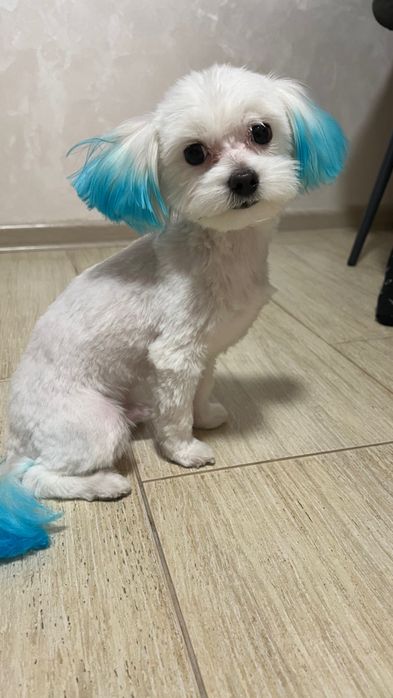 Вязка  кобель міні мальтійська болонка