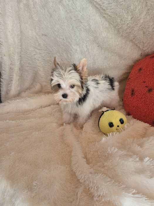 Biewer Terrier Macho Miniatura Criadora Registada PT3088FL