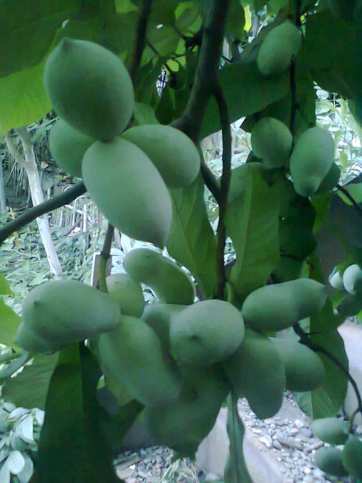 Садженцi Азiмiни Самоплодной та черенки Азимiни