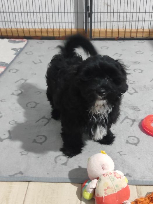 Чарівни малюки Мальтіпу.