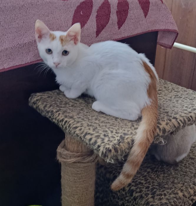 Кошеня. Кіт. Киця.