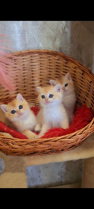 Шотландськие  котята золота шиншила