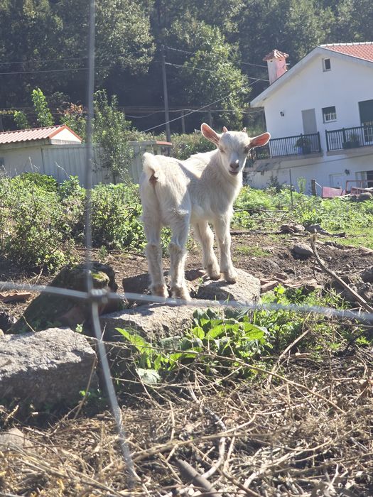 Cabras e cabritos anões