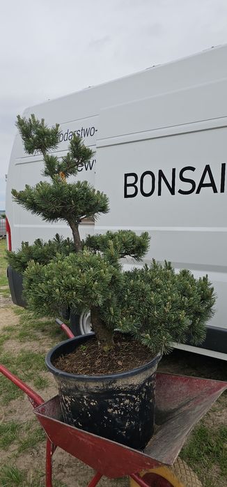 Bonsai  rośliny formowane