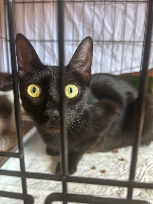 Gatinha para adoção
