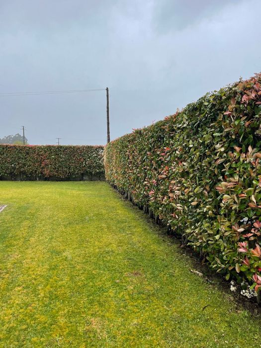 Limpezas Terrenos Florestais e Agrícolas