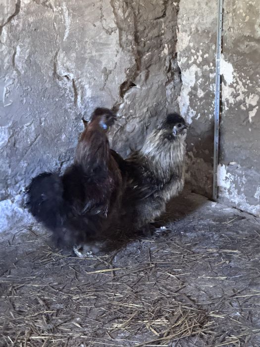Sprzedam 2 koguty silka 1,5 roku maja