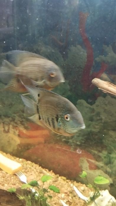 Продам рибок різних.