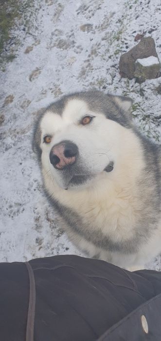 Віддам в добрі руки