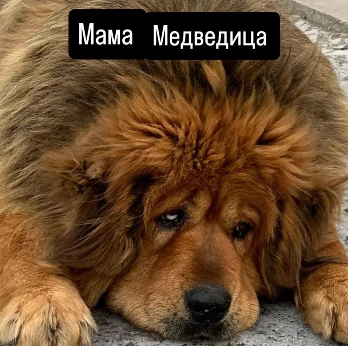 Перспективные щенки Тибетского мастифа.