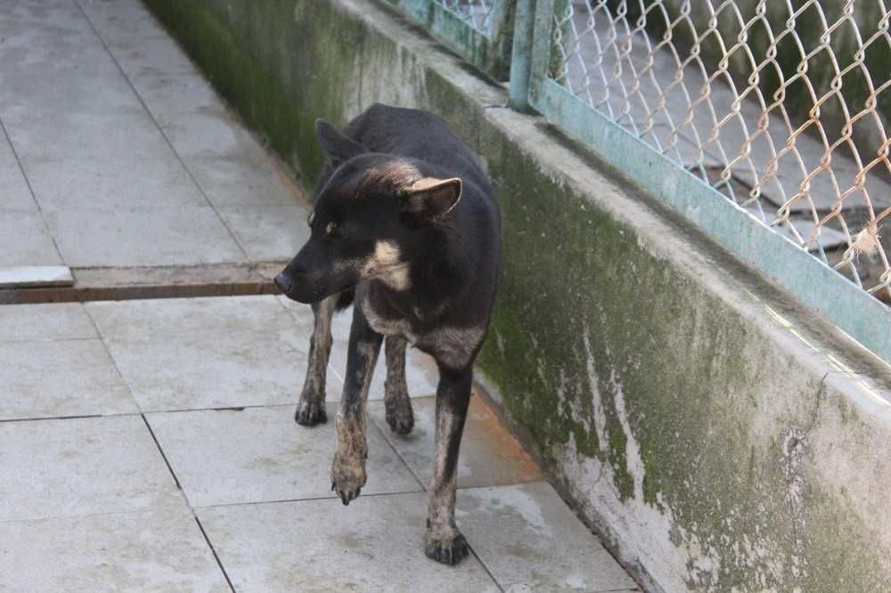 031463 Misza do adopcji