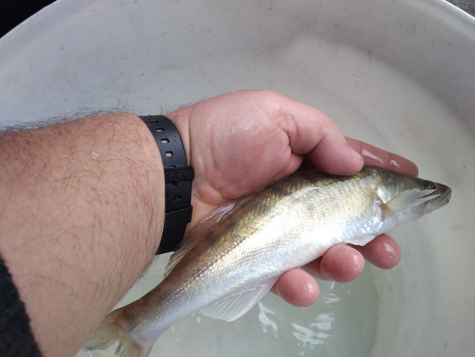 Karp narybek kroczek