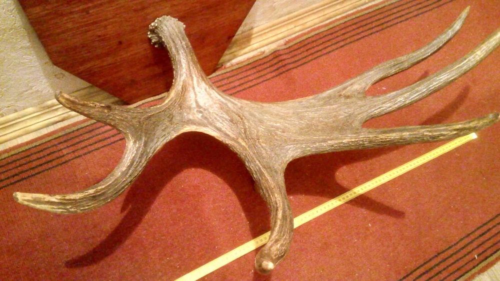 Вешалка для одежды "Рог лося" , декоративное изделие