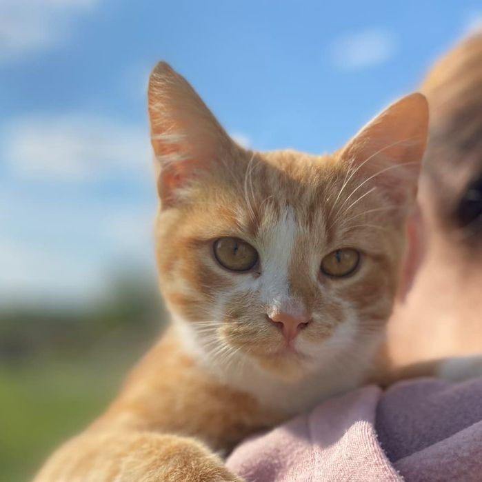 Рыжий кот подросток, кастрирован