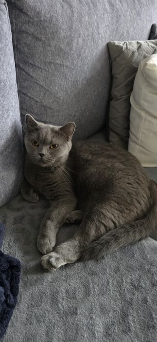 Kotka brytyjska krótkowłosa adopcja