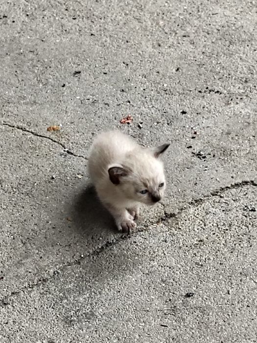 Gatinhos bebés para doar