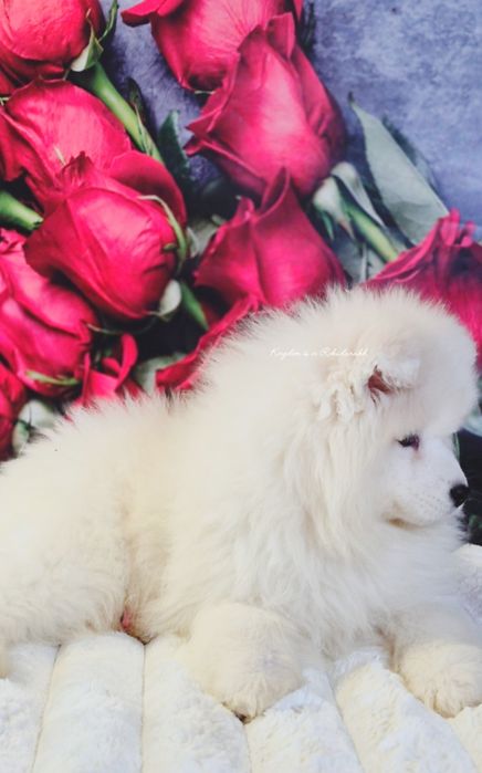 Шоу Самоед FCI із Розплідника