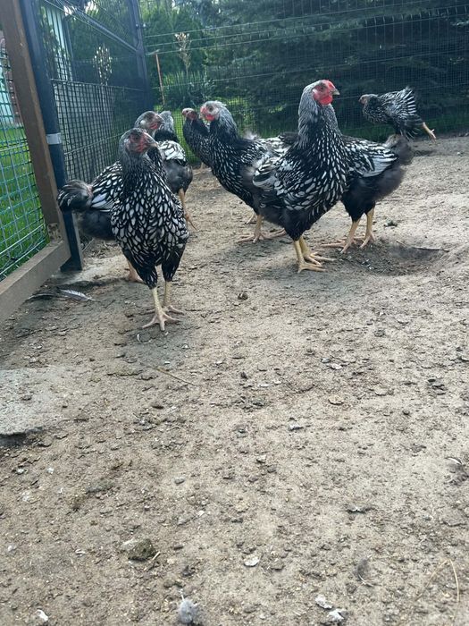 Sprzedam kury i koguty