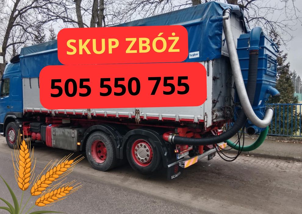 Skup zbóż!!! Żyto, owies, pszenżyto, pszenica