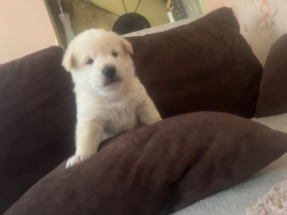 Цуценята (метиси) від білої Шиба Іну — не для розведення