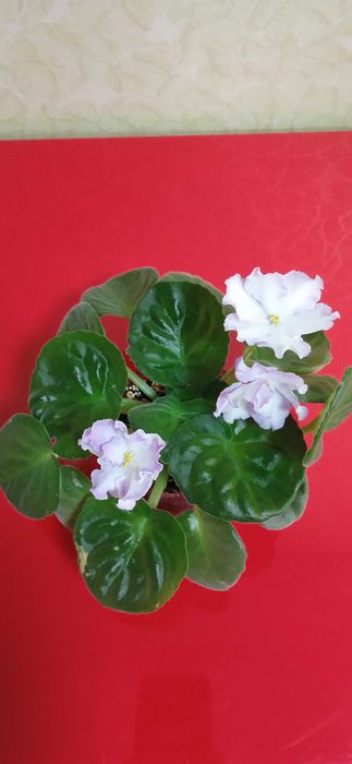 Продам фіалки сортові.