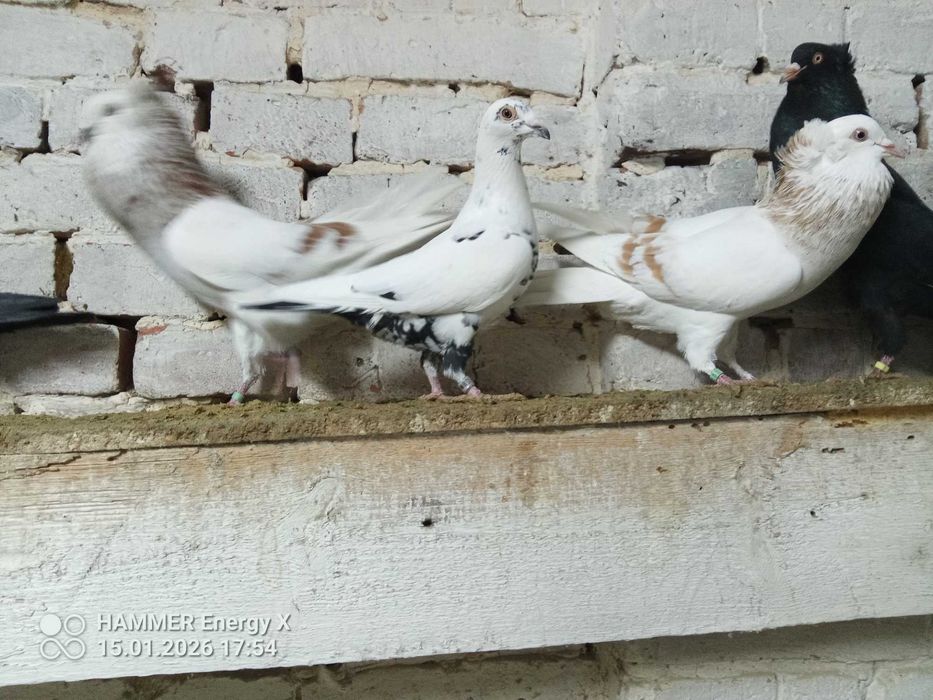 Tygrysy Garłacze, samiec