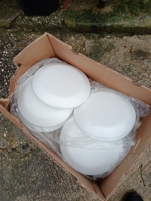 Pratos rasos brancos em bom estado