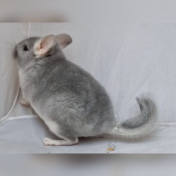 Szynszyla szynszyl samica blue diamond niebieski diament unikatowa