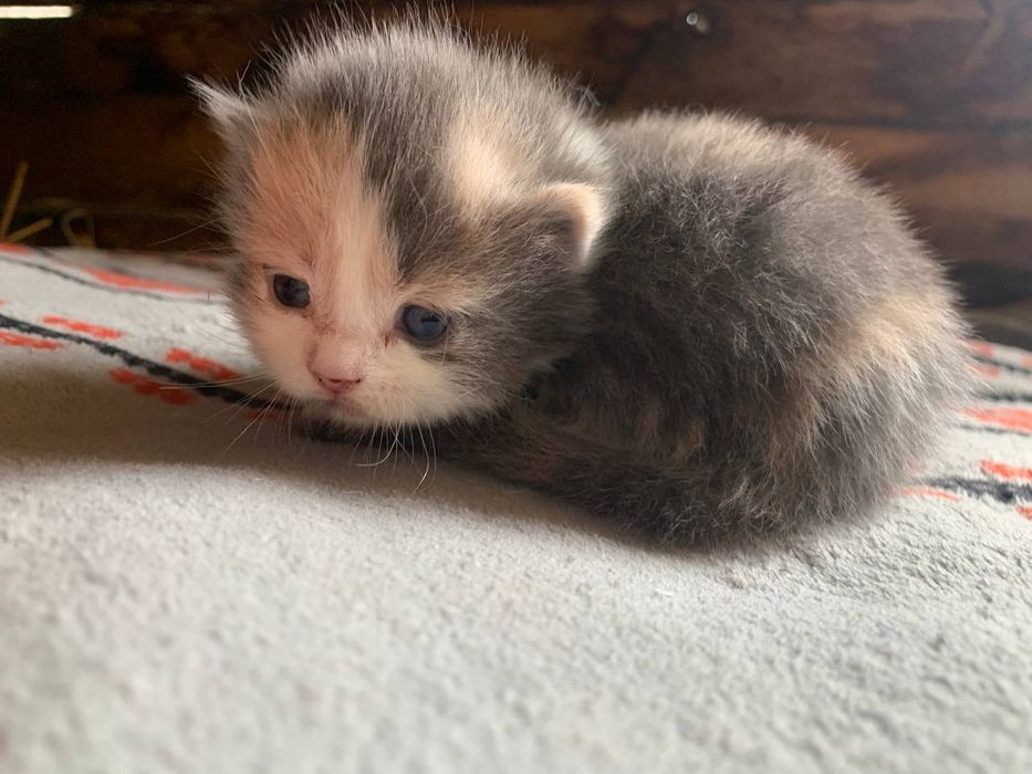 Отдам даром!!Срочно