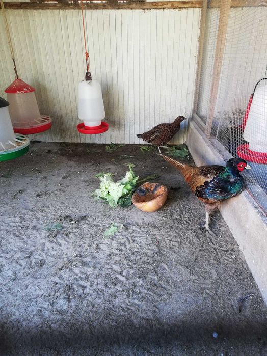 faisão versicolor para venda nascidos este ano maio 2025