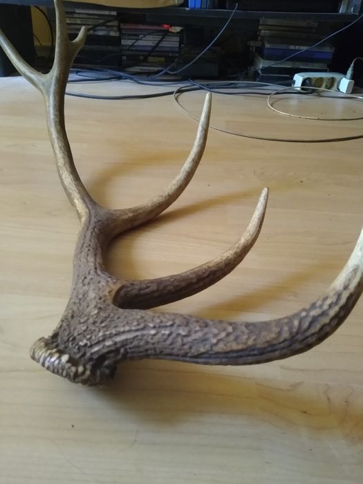 Zrzut jelenia. Poroże