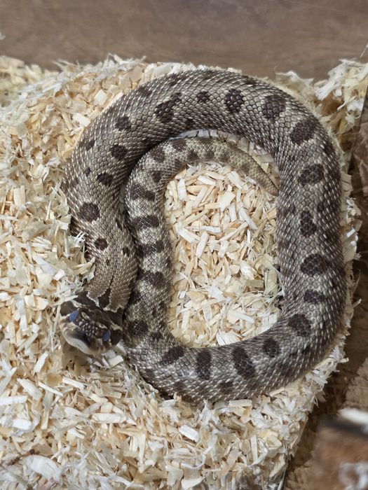 Heterodony zachodnie anaconda het. albino pos het. lavend