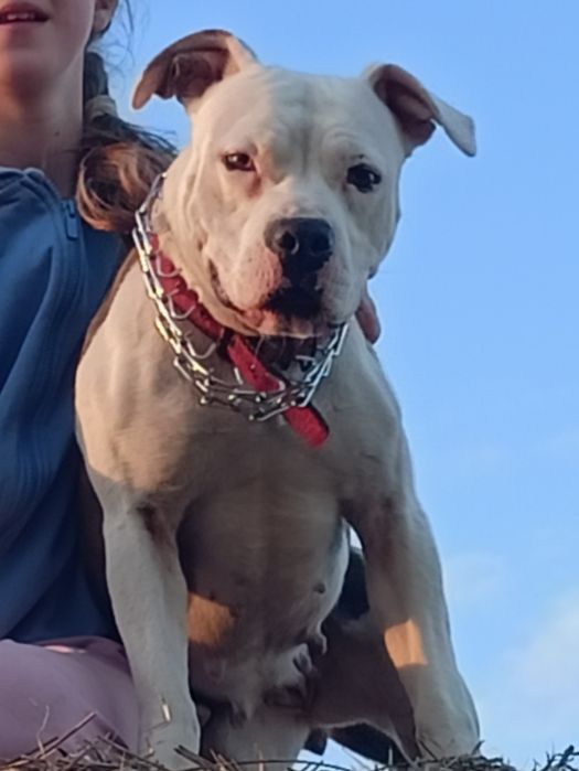 Amstaff suczka błękitno pręgowana