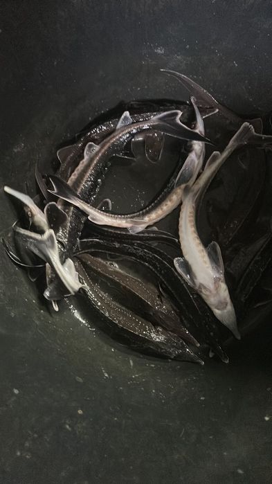 Осетер - севрюга, ленський (підліток) Акваферма AquaCity