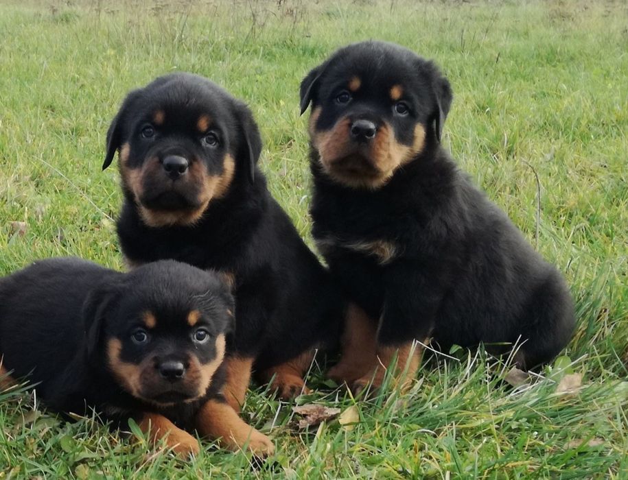 Rottweiler, mocnej budowy