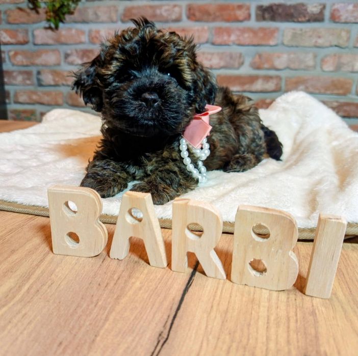 Maltipoo-Havapoo f1 sunia o imieniu Barbi tricolor